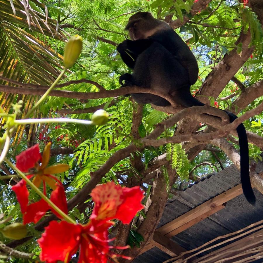 Atii Garden Bungalows Nungwi Luaran gambar
