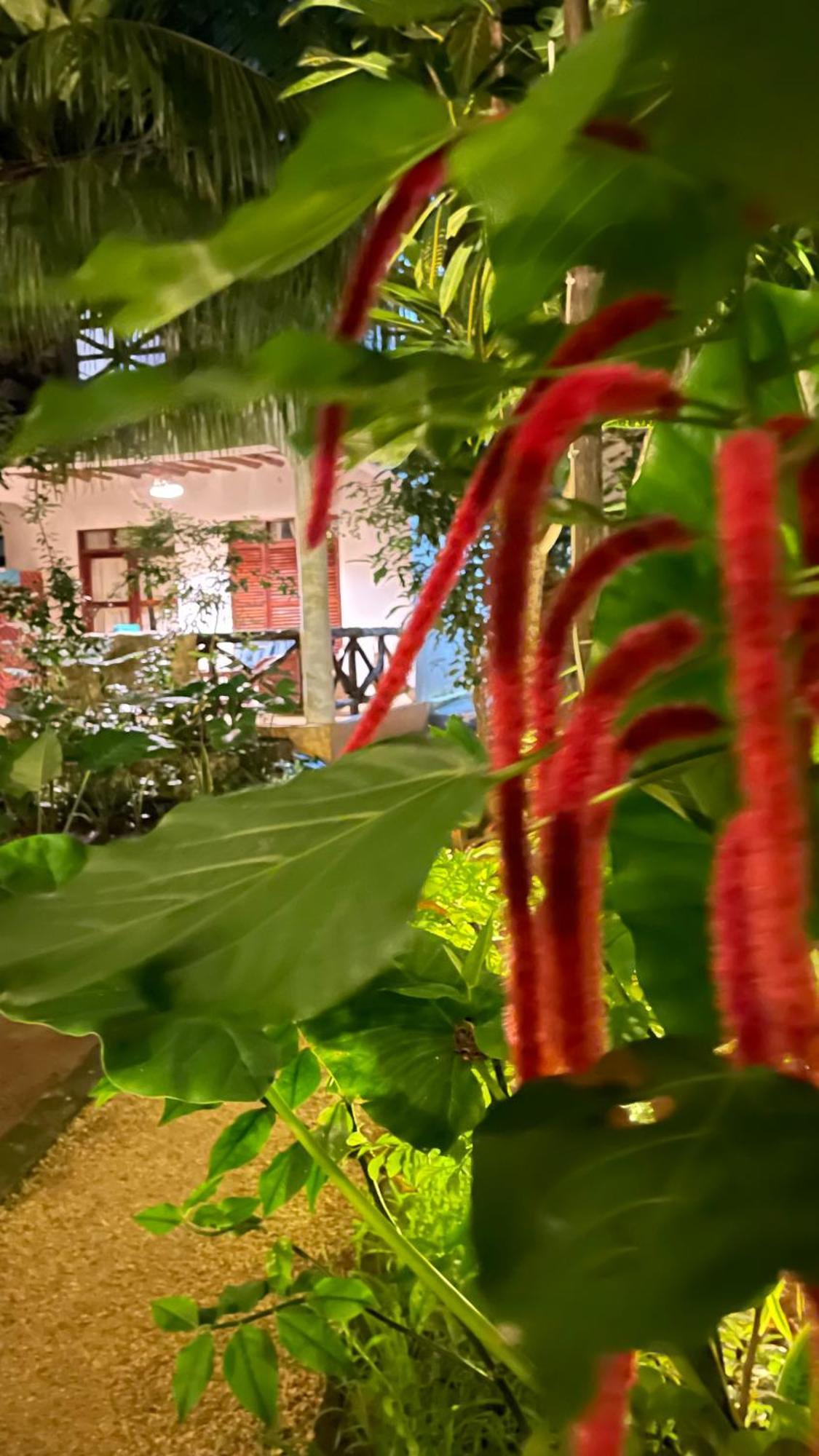 Atii Garden Bungalows Nungwi Luaran gambar