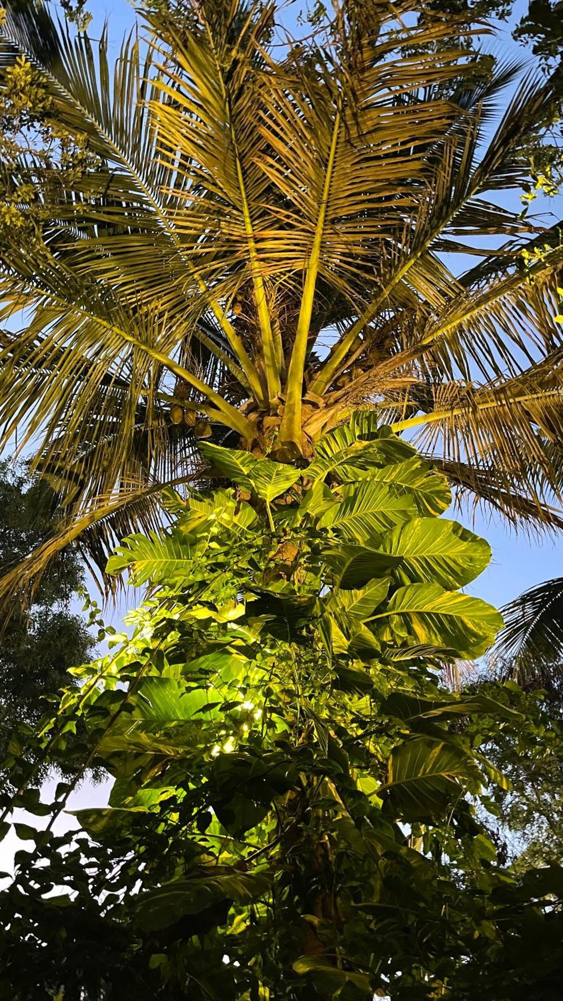 Atii Garden Bungalows Nungwi Luaran gambar